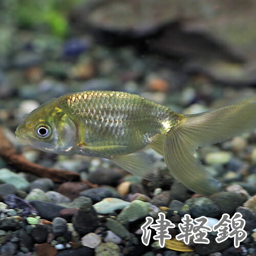 楽天市場】(金魚 生体)国産 津軽錦 （6cm前後）（1匹）【水槽/熱帯魚