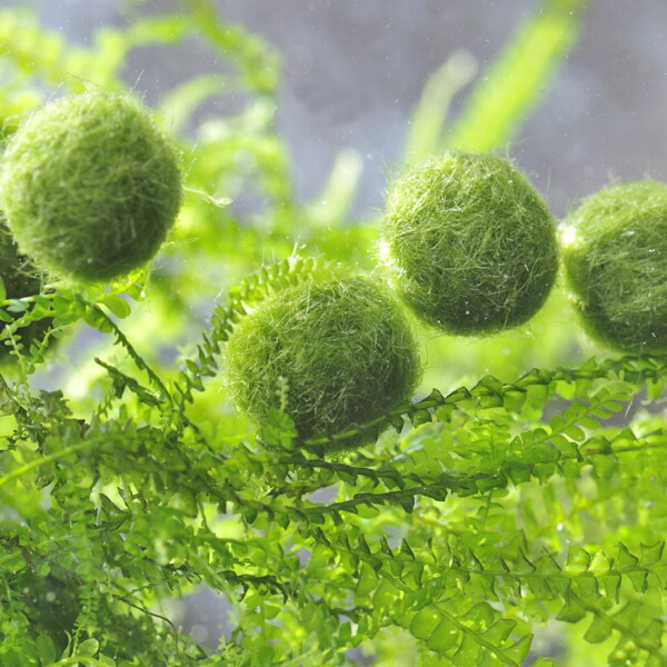 楽天市場】(水草)国産 ミニ マリモ （約1cm）（3個）【水槽/熱帯魚