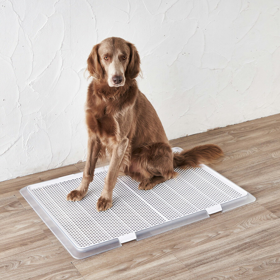 楽天市場】犬 トイレ トレー ペットレー クリアメッシュ XLサイズ 大型