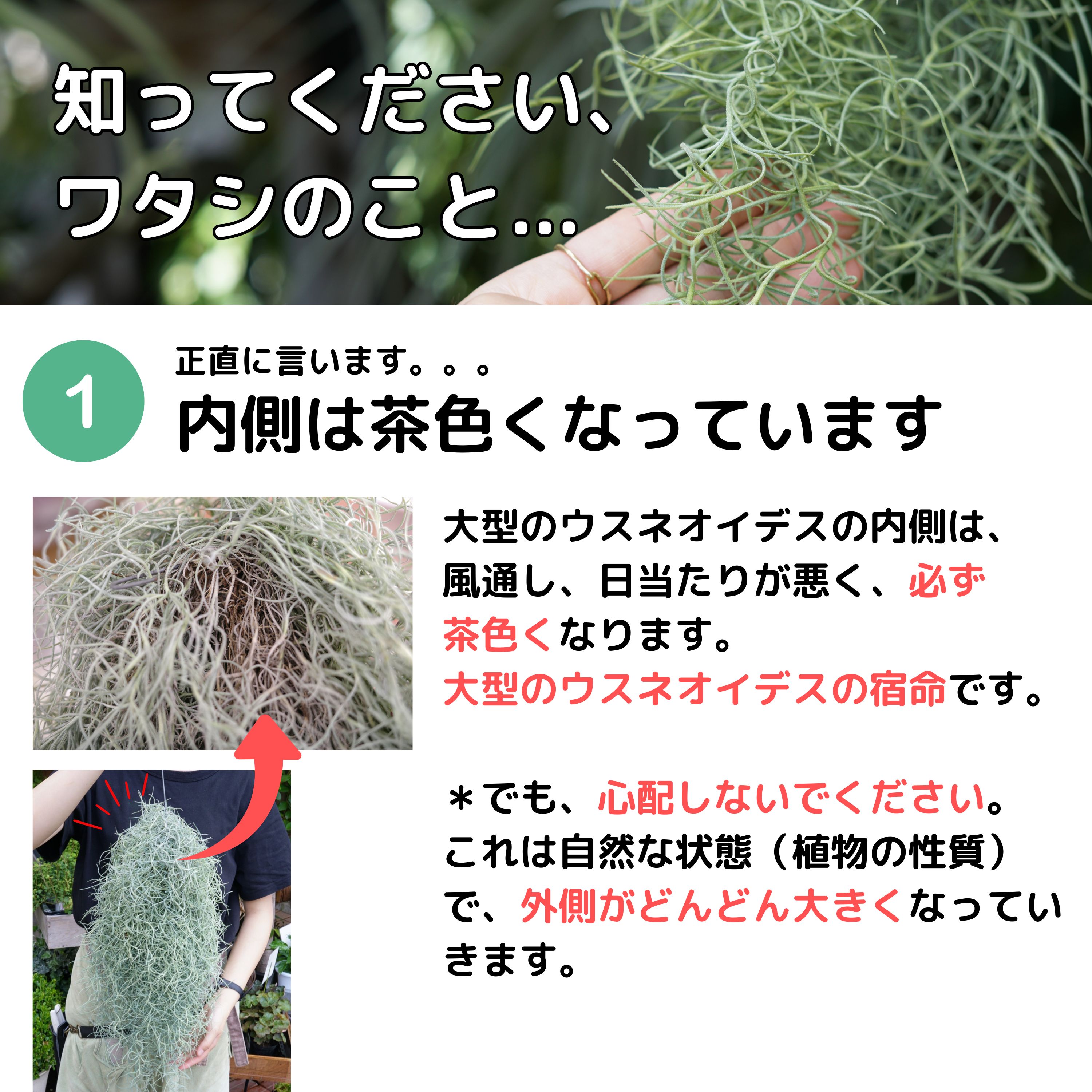 楽天市場】【特大スパニッシュモス】 大ボリューム約150g！ チランジア