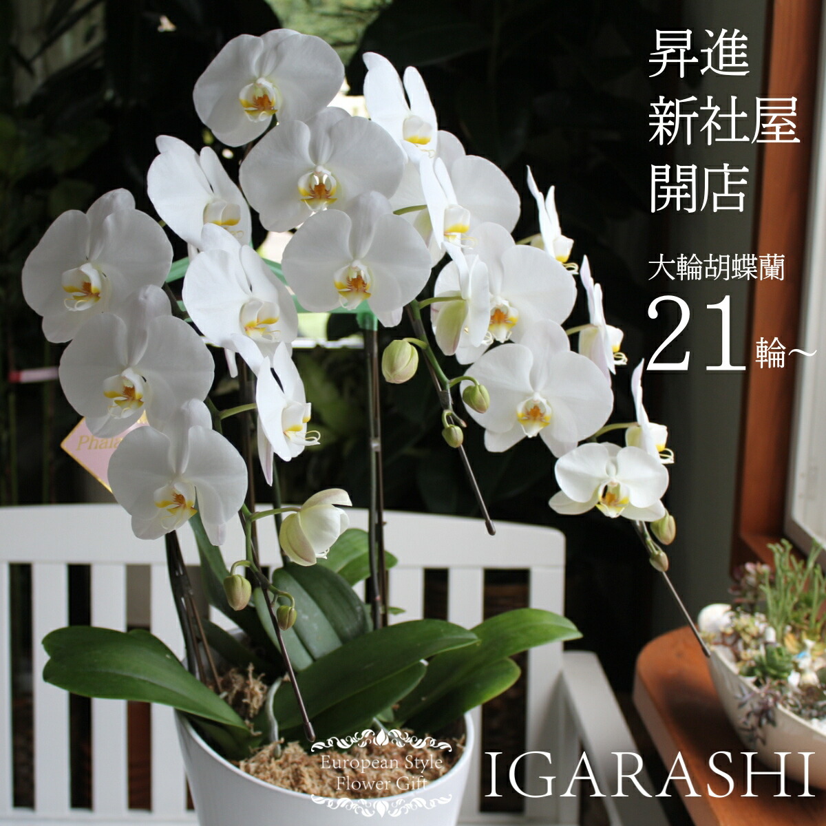 楽天市場】胡蝶蘭 大輪 （3本立ち） 陶器鉢（24輪以上） 花 誕生日