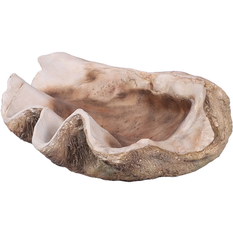 オオシャコガイ シャコ貝 約67×約44×24cm 約28kg 希少 天然 オオ