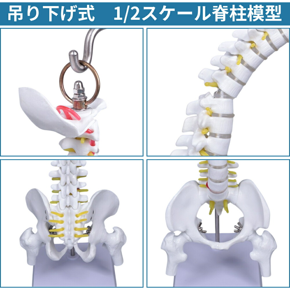 楽天市場】【 50%OFF☆先着クーポン3/1限定 】 人体模型 脊柱模型 脊髄