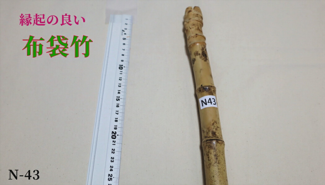 楽天市場】【布袋竹N43】 杖に最適（黄門さま気分） : はっぴ専門店