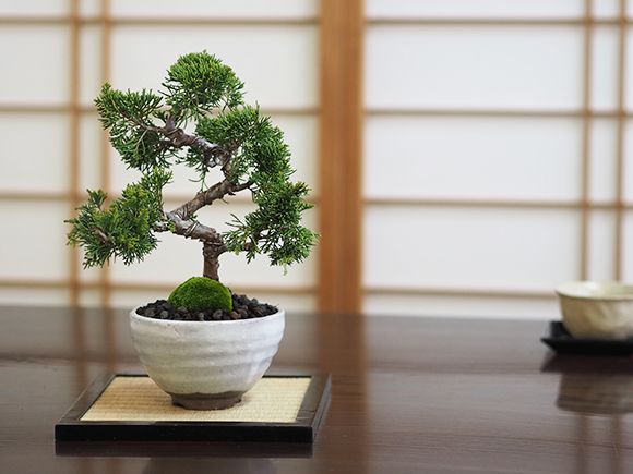 楽天市場】盆栽 真柏 ミニ盆栽 初心者 室内 鑑賞 盆栽入門 趣味 ミニ