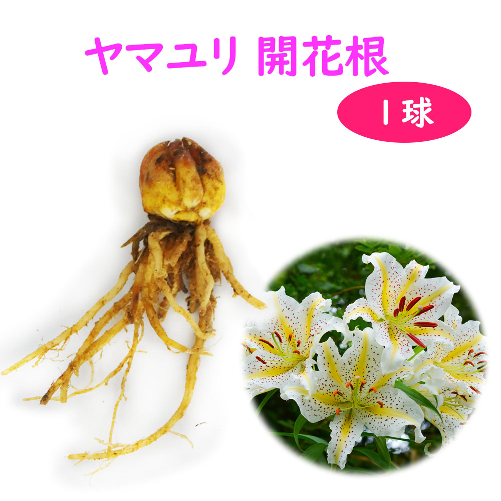 楽天市場】球根 ユリ 『 ヤマユリ 開花球 1球 』 ポットに仮植えした