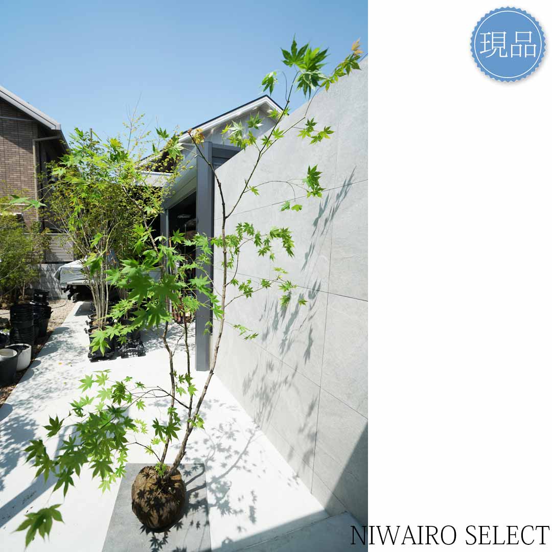 楽天市場】【現品】山採り【ヤマモミジ】紅葉 本株立ち 自然風樹形