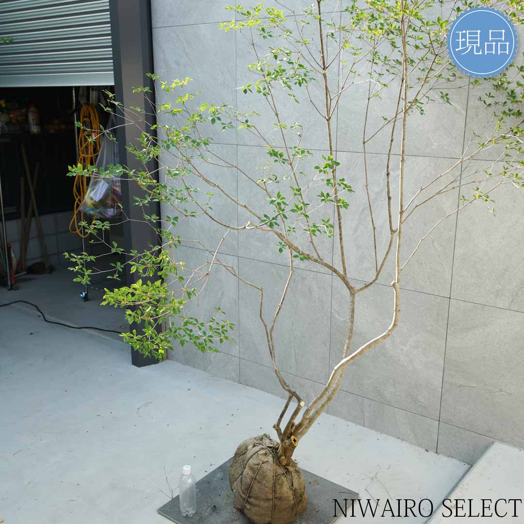 楽天市場】【現品】山採り【大型ドウダンツツジ】灯台躑躅 自然風樹形