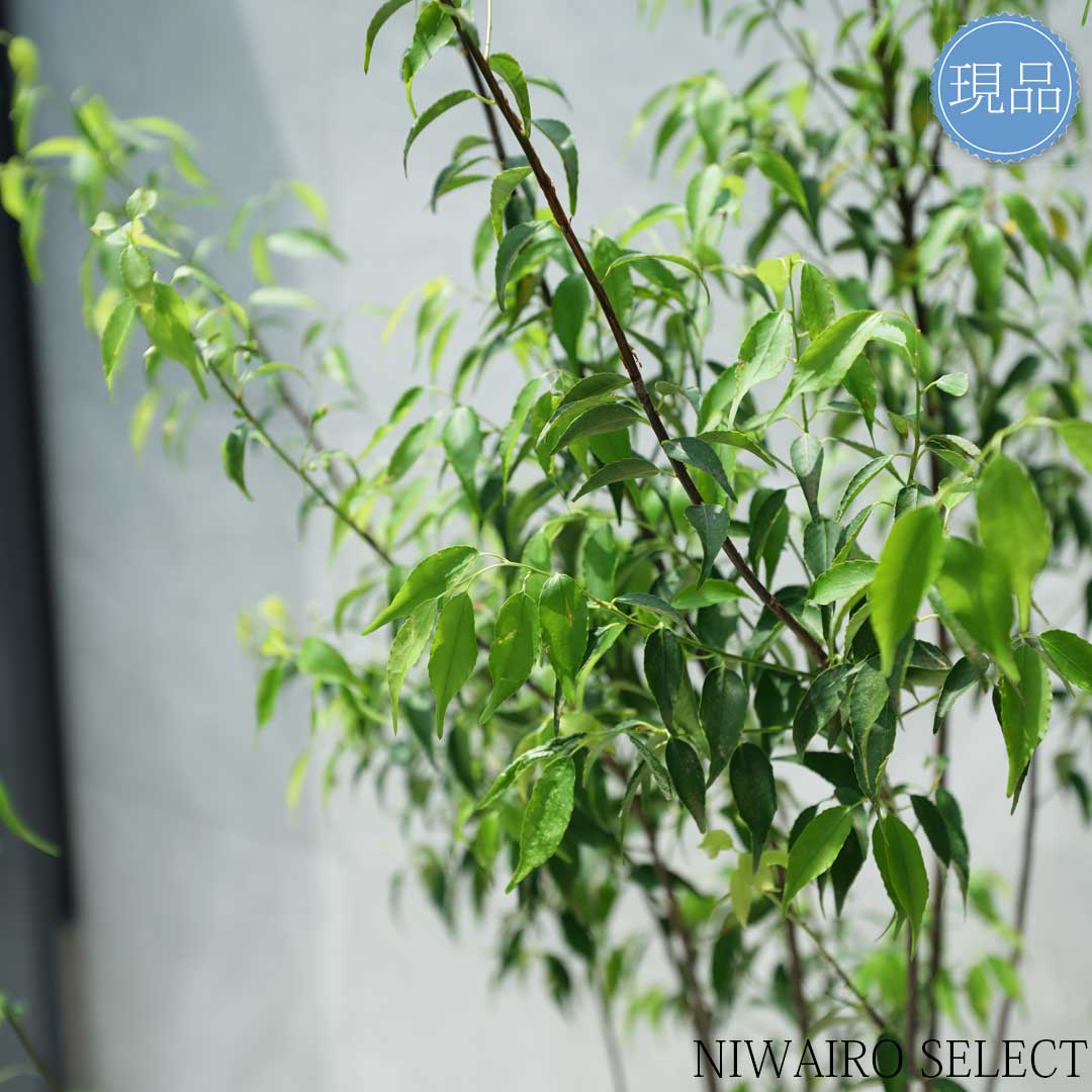 楽天市場】【現品】【ハイノキ】株立ち 自然風樹形 樹高H≒200 × 枝張W