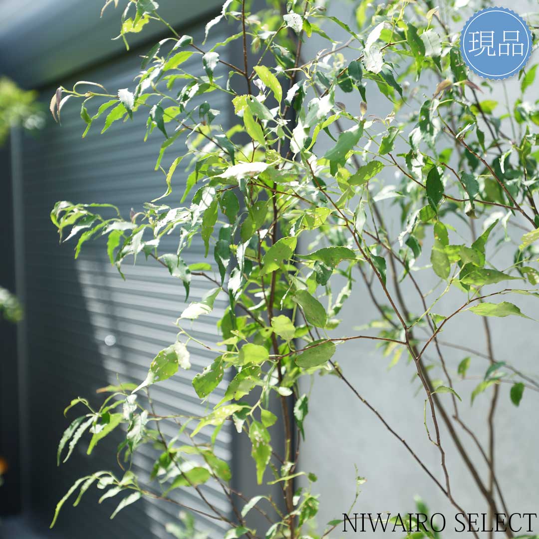 楽天市場】【現品】山採り【ハイノキ】株立ち 自然風樹形 樹高H≒235