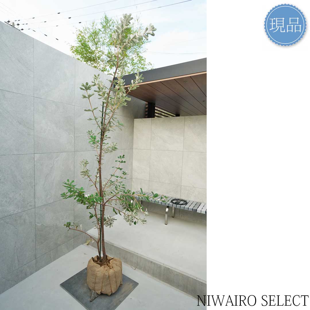 楽天市場】【現品】【バンクシア】コーストバンクシア オージー