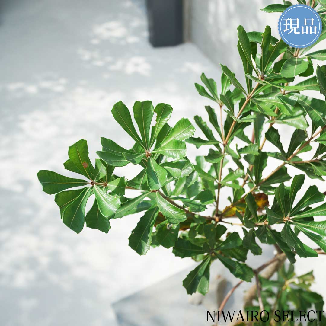 楽天市場】【現品】【バンクシア】コーストバンクシア オージー