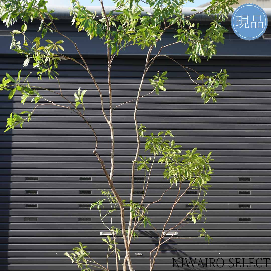 楽天市場】【現品】山採り【大型アセビ】白花 馬酔木 株立ち 自然風樹