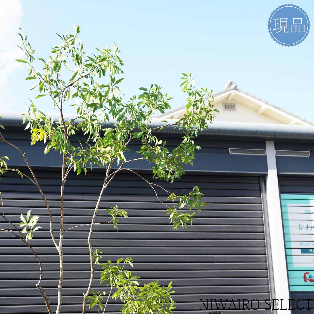 楽天市場】【現品】山採り【大型アセビ】白花 馬酔木 株立ち 自然風樹