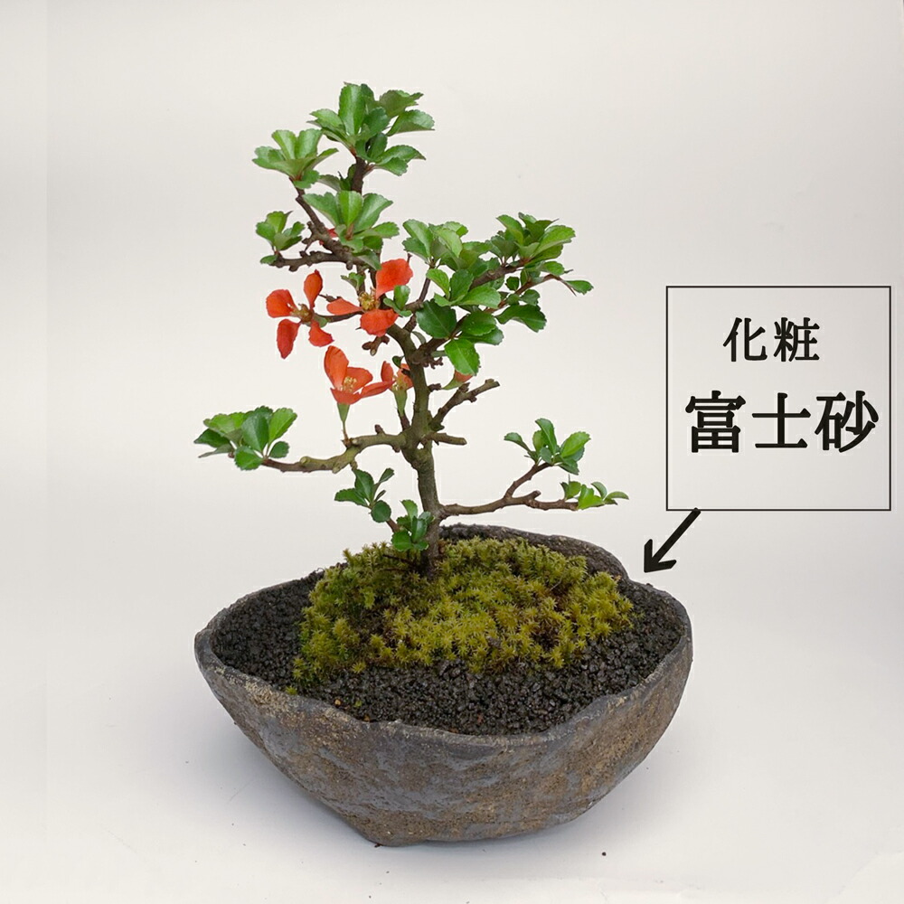 楽天市場】盆栽 長寿梅 紅花 紅長寿梅（べにちょうじゅばい） 紅長寿梅