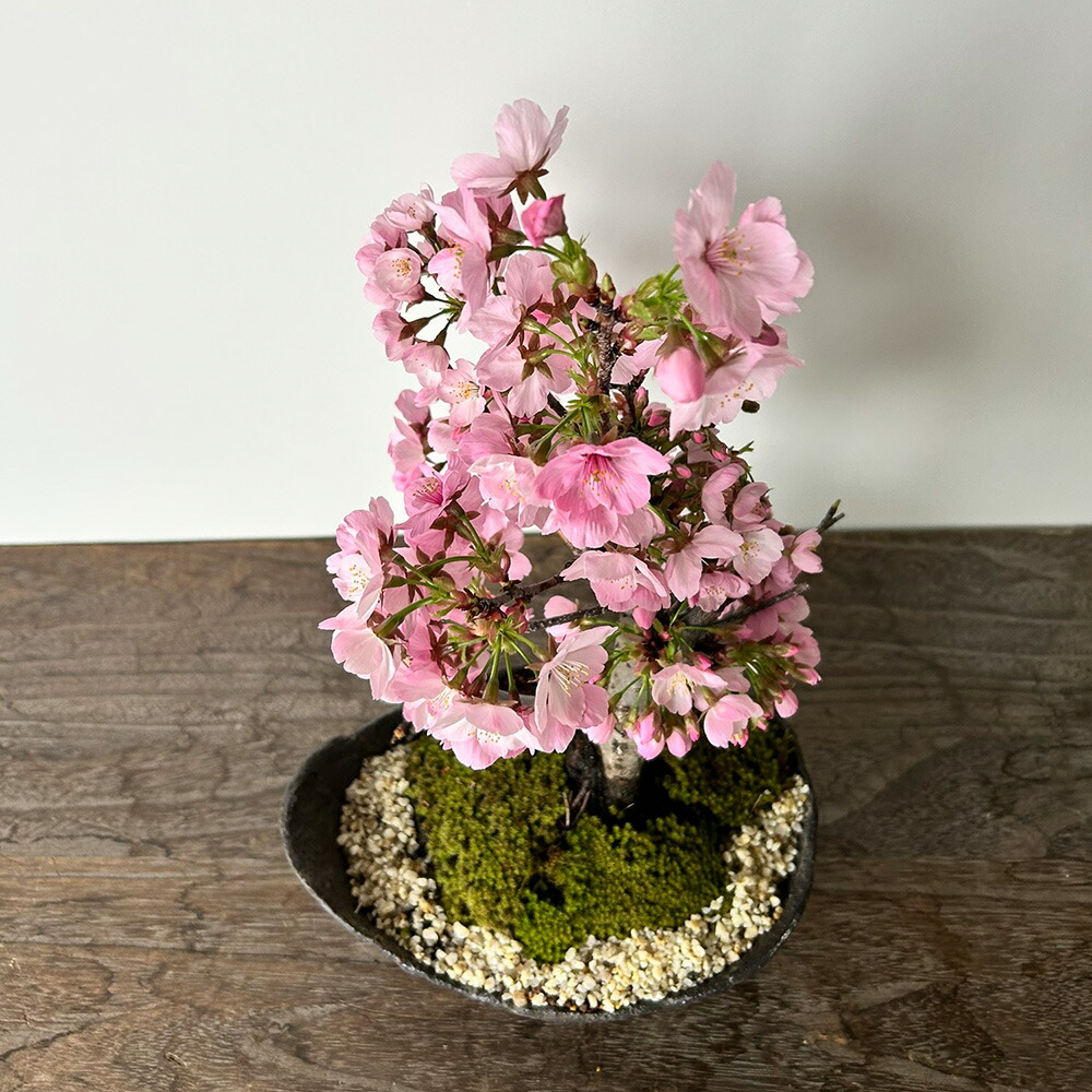 楽天市場】盆栽 陽光桜 ようこうざくら くらま鉢 一重の桜 かわいい