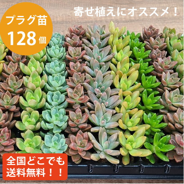 楽天市場】多肉植物 プラグ苗 128個 Sサイズ 多肉 セット 苗 ノ寄せ