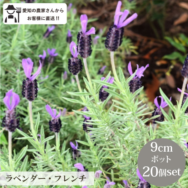 楽天市場】フレンチラベンダー 苗 3号 20個 セット ハーブ 常緑 多年草
