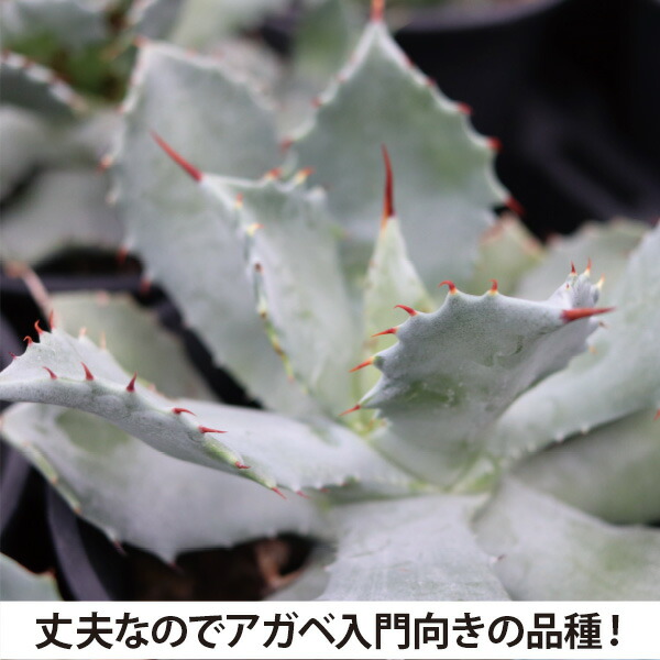 楽天市場】アガベ 雷神 6号 18cmポット agave ポタトルム センチュリー