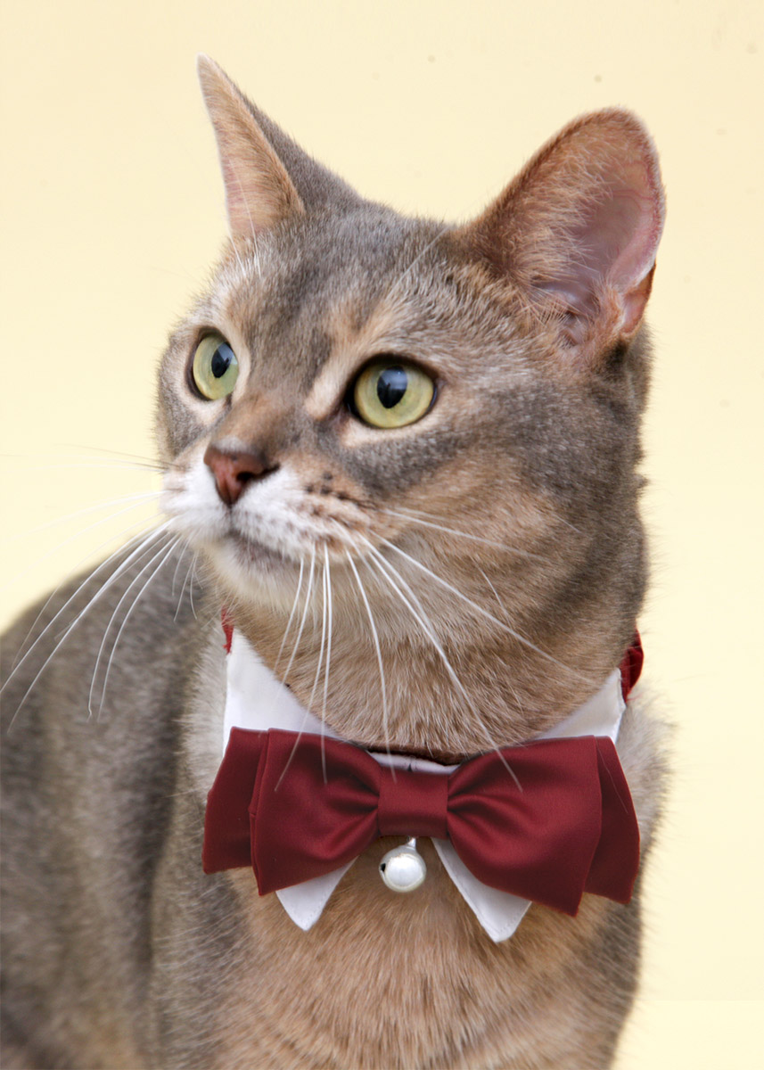 楽天市場】【猫 猫服 フォーマル lwd LWD パーティー インスタ