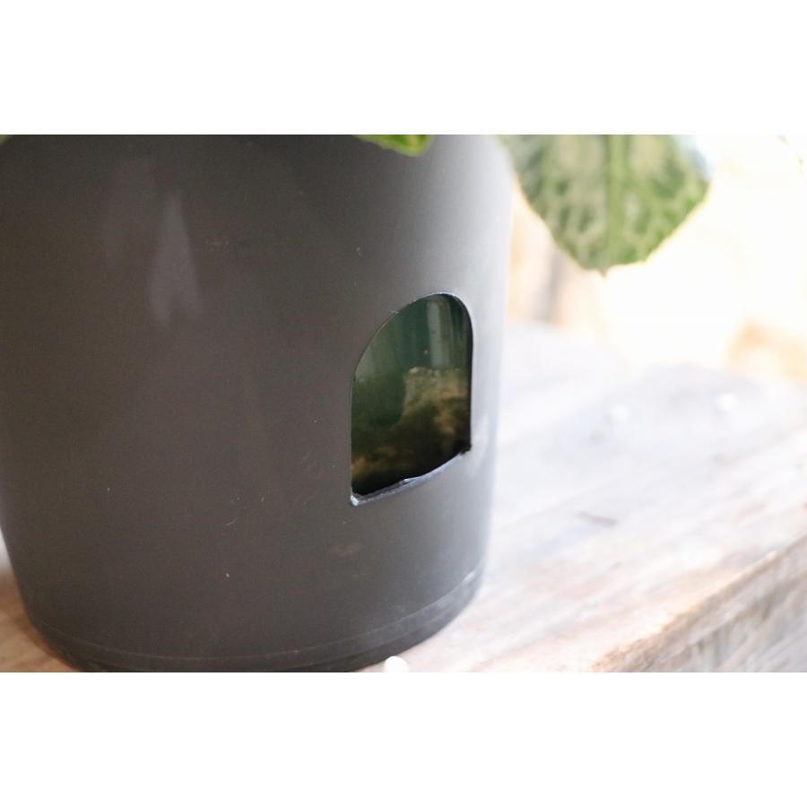 楽天市場】ブルーシクラメン 胡蝶 5号鉢 底面潅水鉢 大栄花園