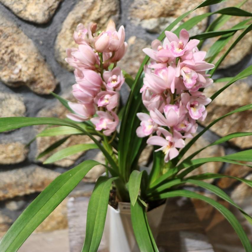 楽天市場】テーブル シンビジウム 森の精 りん 2本立ち 5号鉢