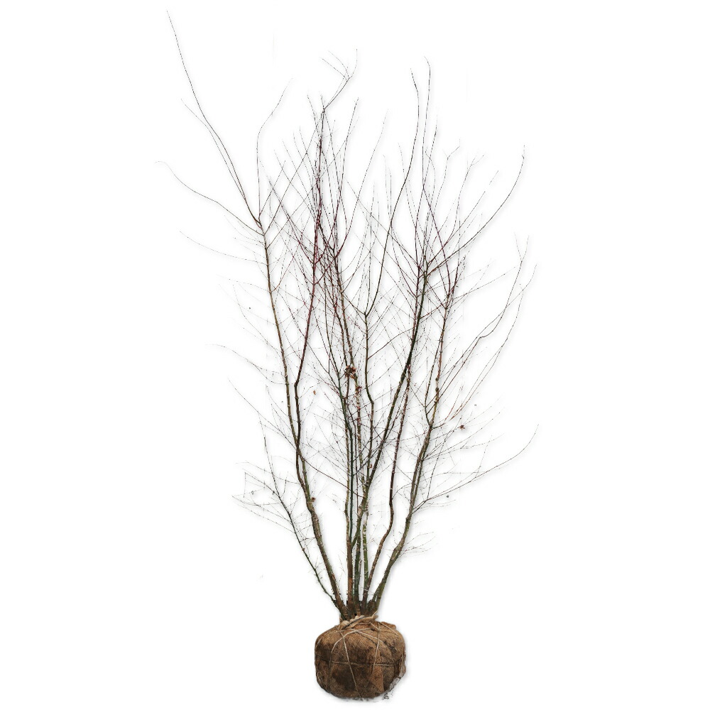 楽天市場】イロハモミジ 株立ち 2.3m 露地 苗木 : トオヤマグリーン