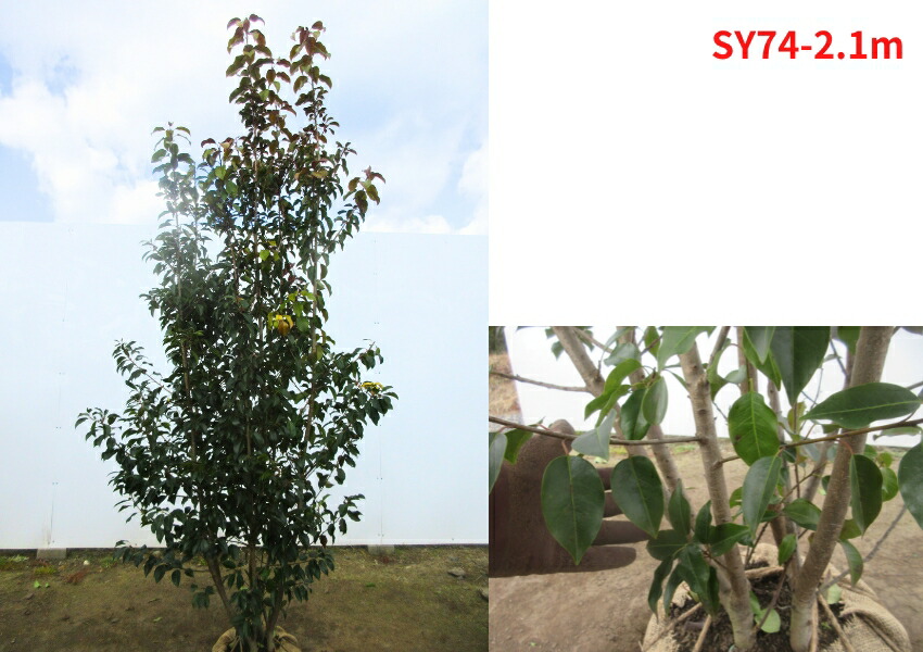 楽天市場】【現品発送】ソヨゴ 雌株 株立ち 樹高2.0-2.2m(根鉢含まず