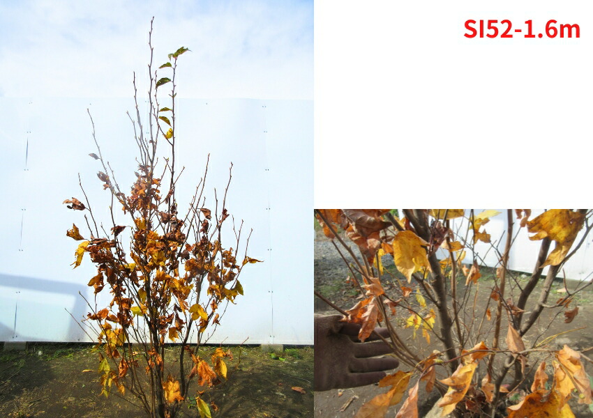 楽天市場】【現品発送】シロモジ 株立樹高1.5-2.0m(根鉢含まず