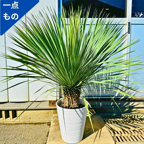 ユッカ ☆ 観葉植物 ☆ ユッカ ロストラータ Ⅰ- ① ロストラータ観葉