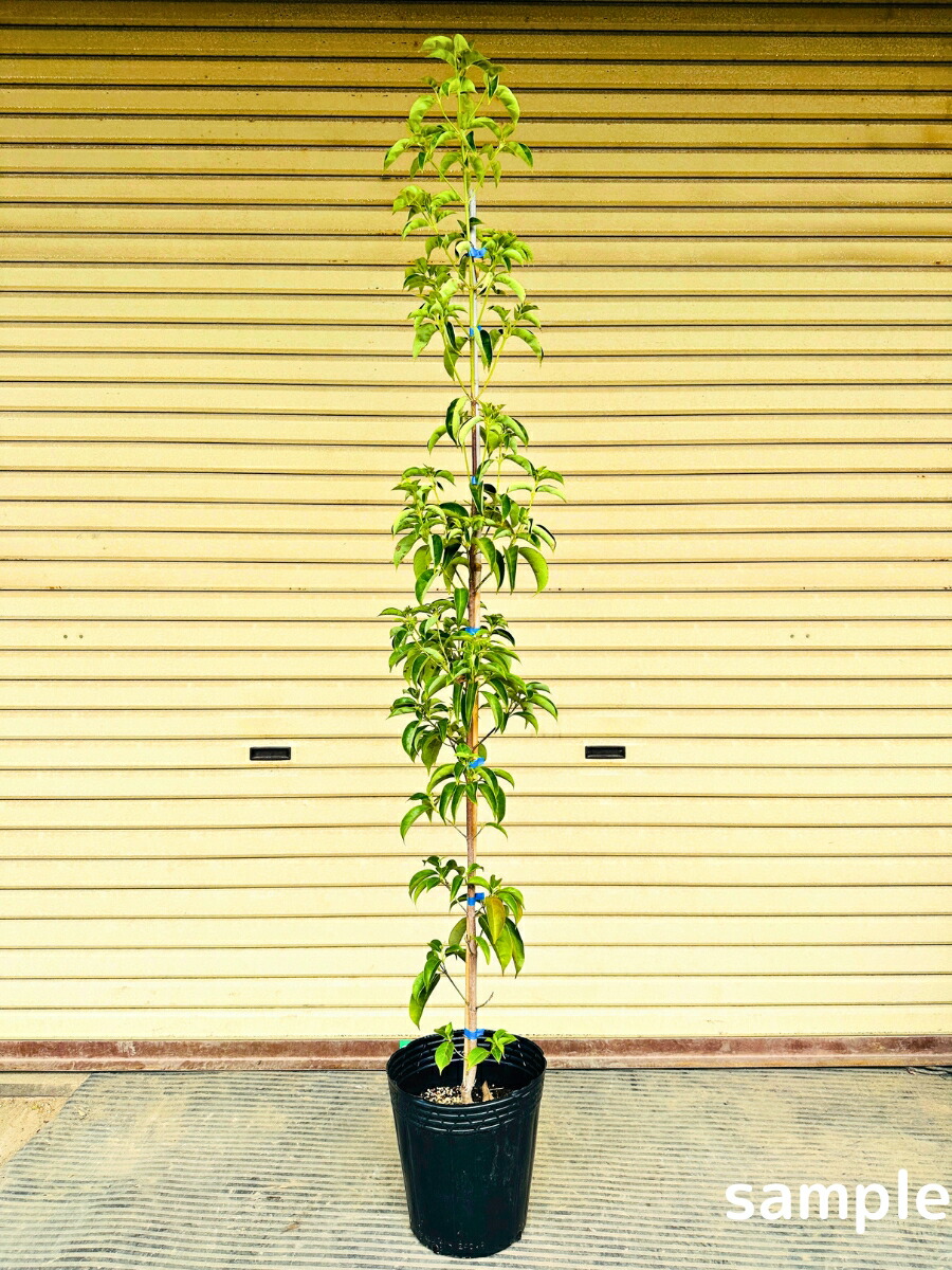 楽天市場】常緑ヤマボウシ 月光 樹高1.7m前後(鉢底から）8号ポット