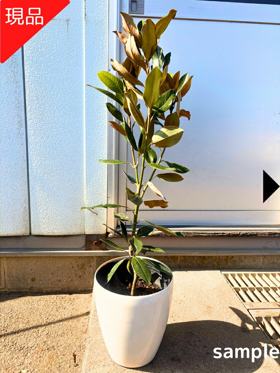楽天市場】【現品発送】タイサンボク（リトルジェム）7-8号 樹高0.8