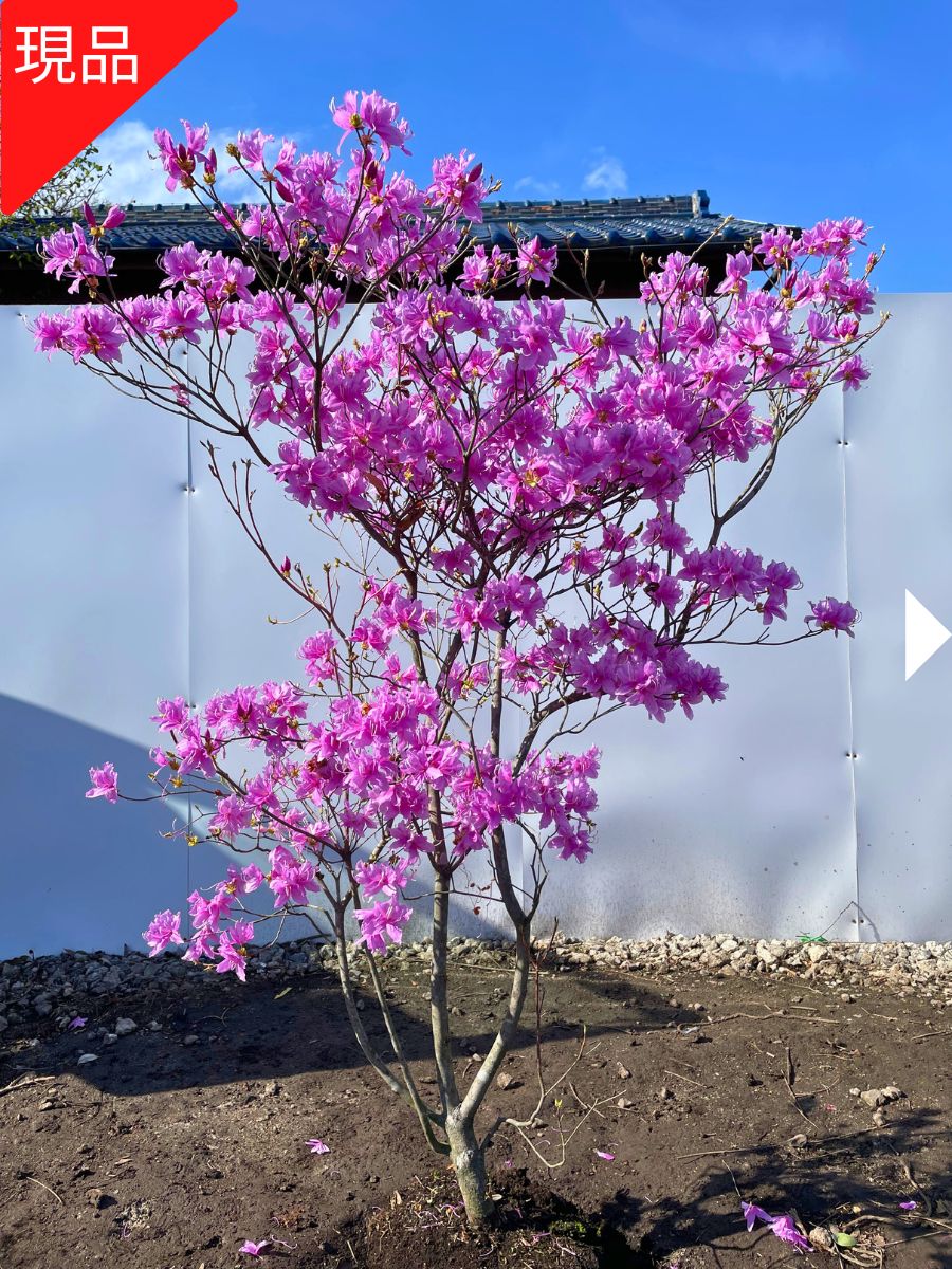 楽天市場】【現品発送】ミツバツツジ 樹高2.2-2.4m(根鉢含まず）苗木