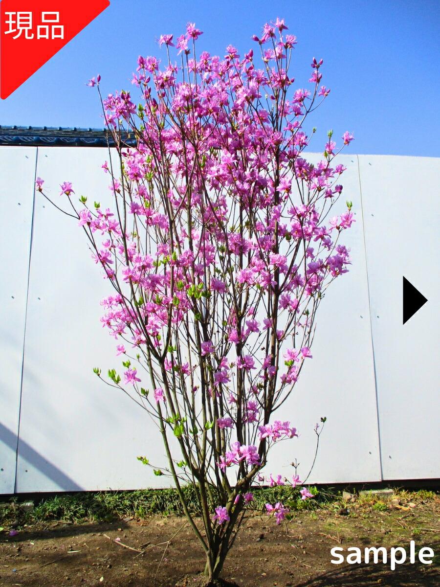 楽天市場】【スーパーセール10%OFF】【現品発送】ミツバツツジ 樹高1.4