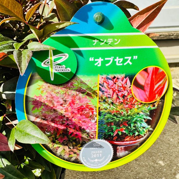 楽天市場】矮性ナンテン 南天(オブセス)5号 【送料無料】 なんてんの木