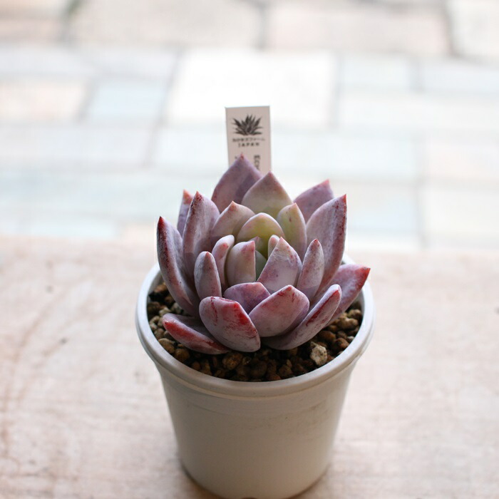 楽天市場】【SS限定☆エントリーで＋P10倍＆MAX15％OFFクーポン