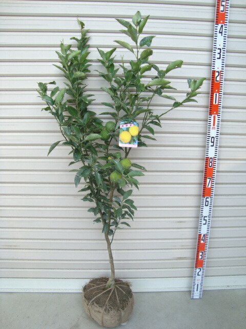 花 柚子 苗 3年」の人気商品一覧 | 安い商品を通販サイトから探す