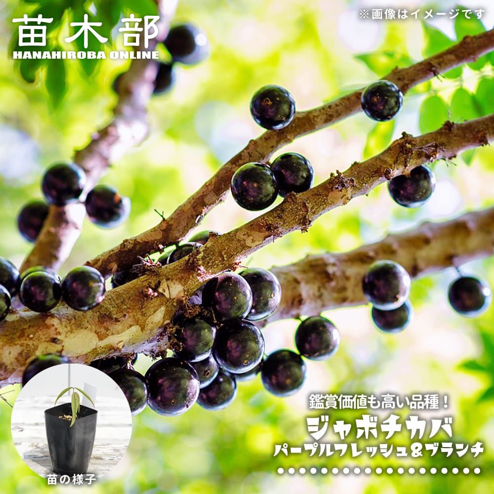 楽天市場】ジャボチカバ 【パープルフレッシュ＆ブランチ】 2号ポット