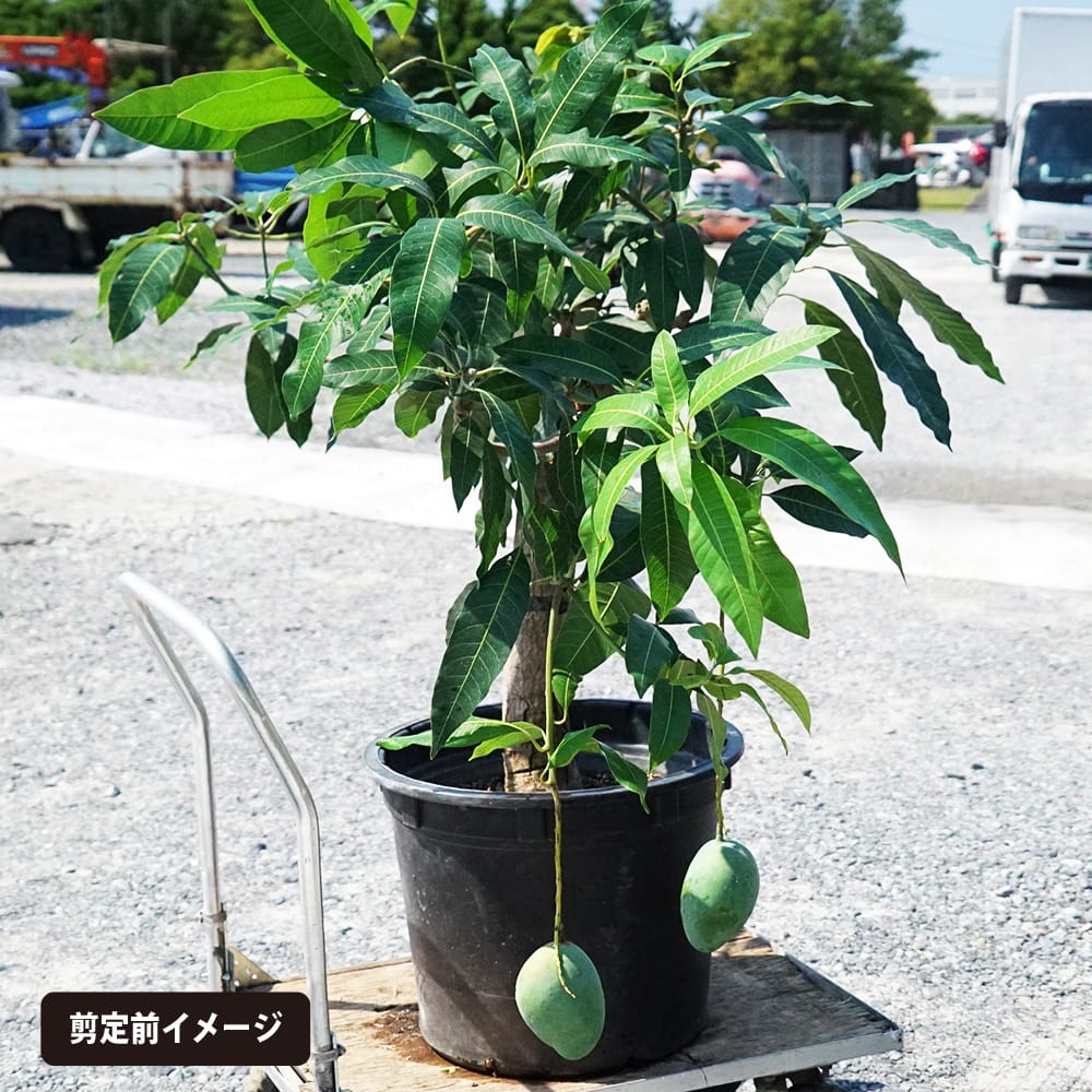 くろ➁-1玉文マンゴー 耐寒ヤマシタに接木 くろ➁-1玉文マンゴー 耐寒