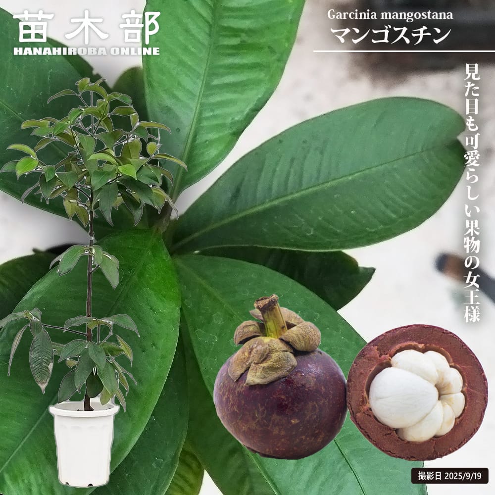 楽天市場】【マンゴスチン】 果物の女王 10年生接木大苗 10号鉢植え