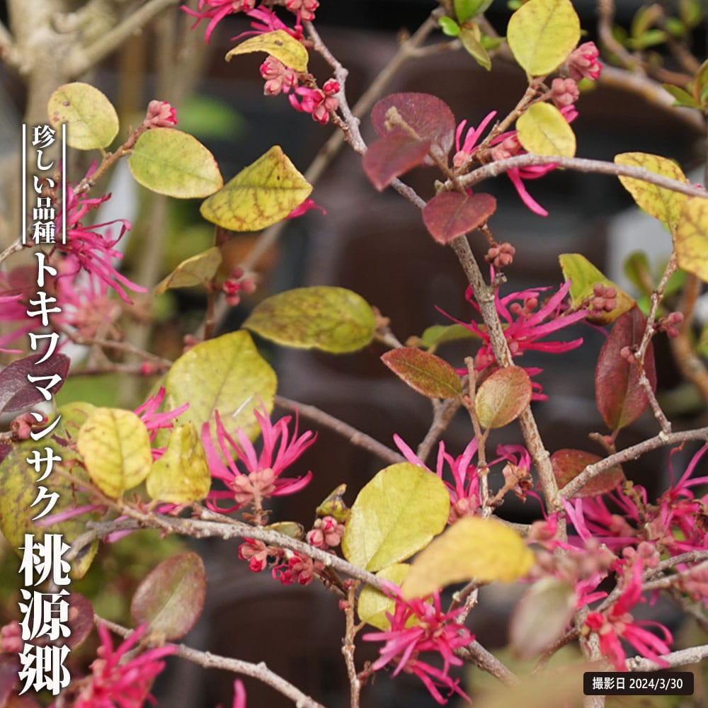 楽天市場】トキワマンサク 【桃源郷】 3.5号ポット苗 【ハナヒロ