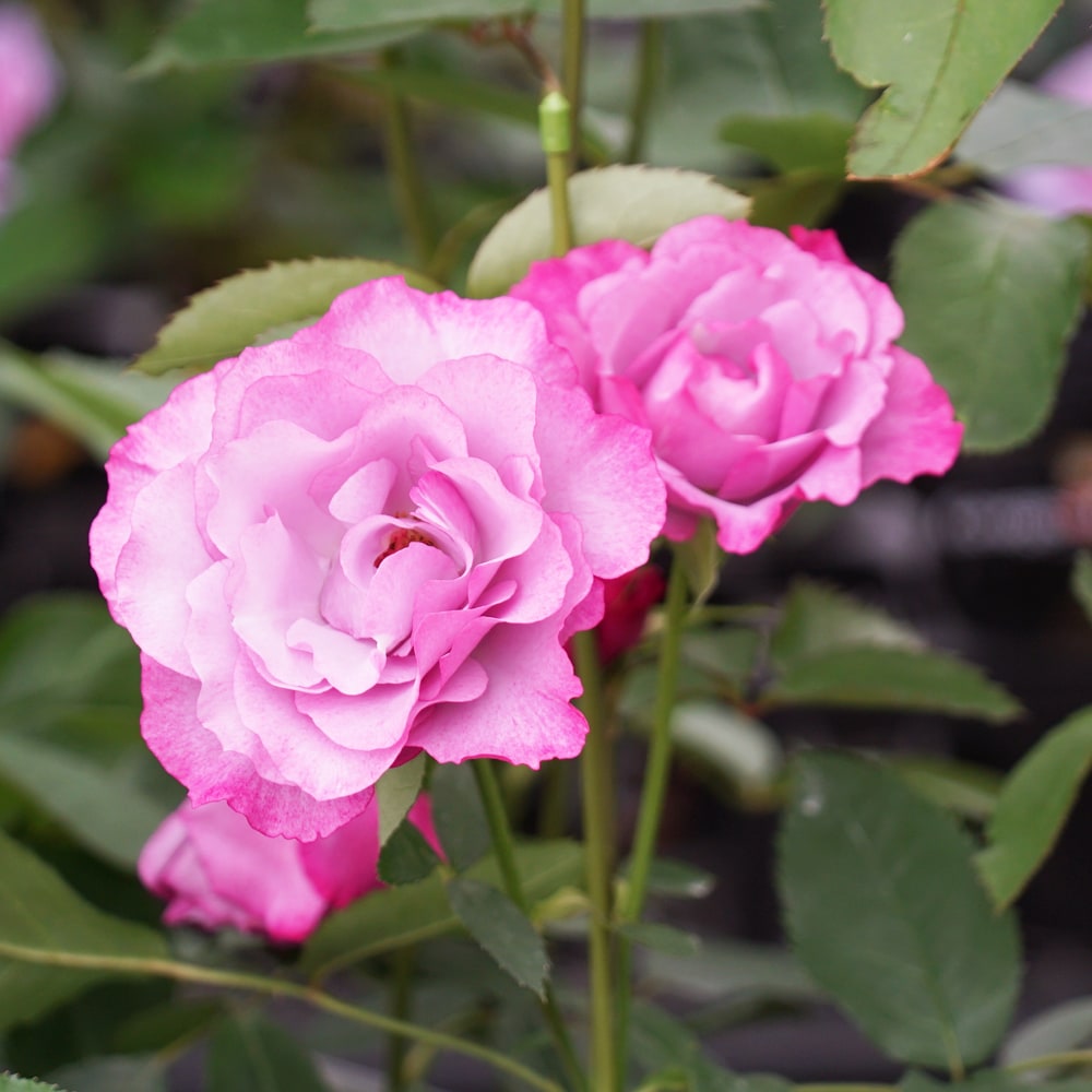 楽天市場】四季咲きバラ苗 【ディオレサンス】 2年生大苗 : 苗木部