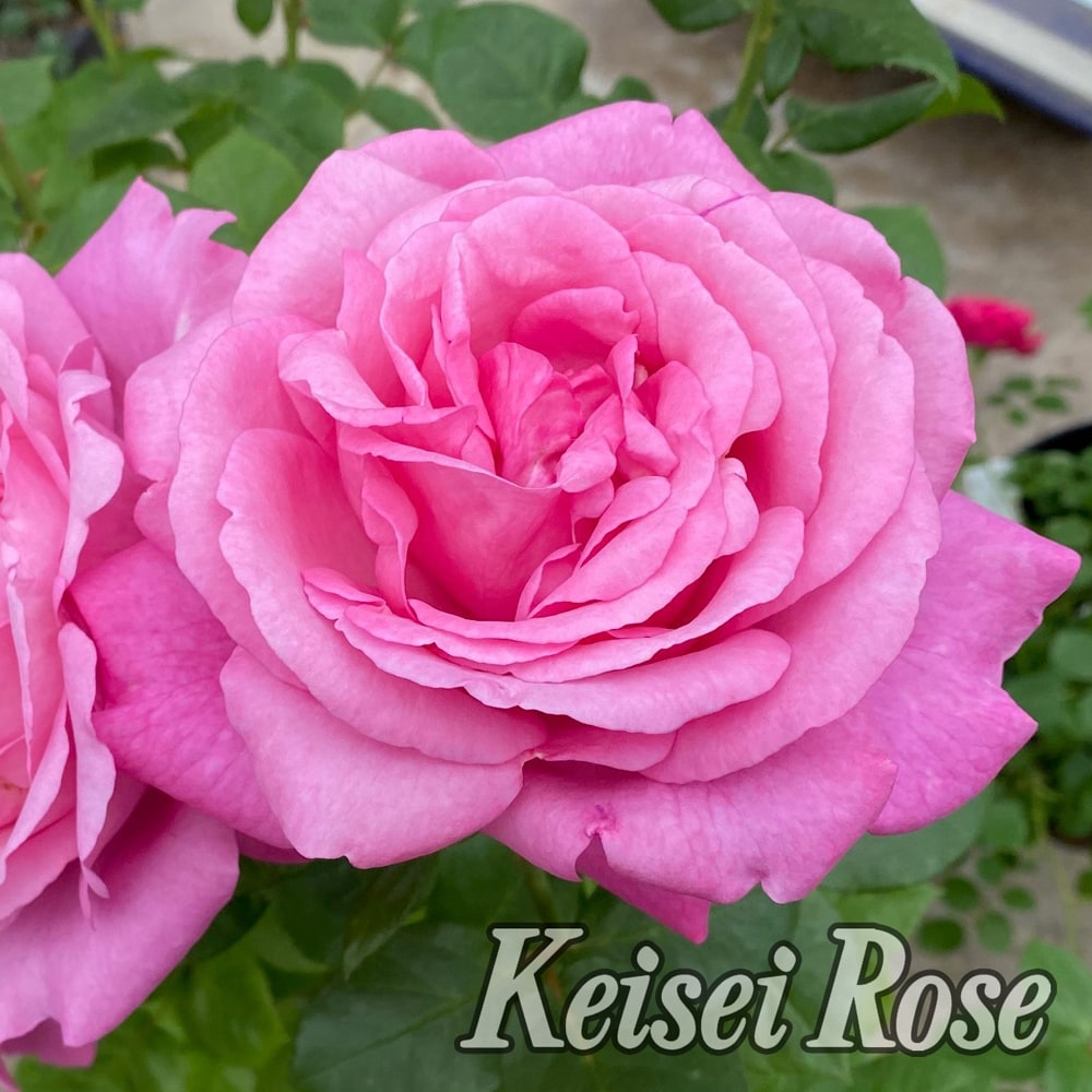 楽天市場】四季咲きバラ苗 【ディジリー】 2年生大苗 登録品種・品種