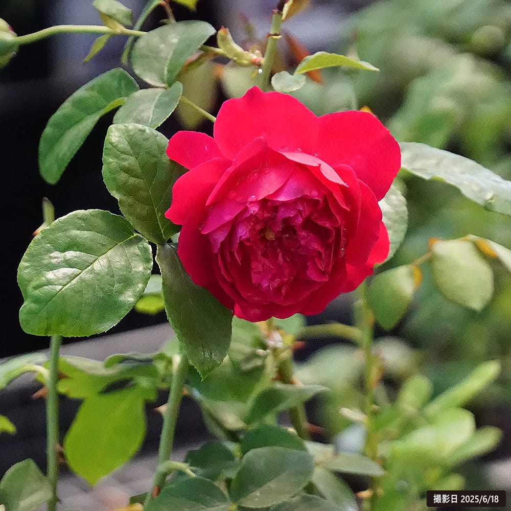 楽天市場】四季咲きバラ苗 【トーマス・エイ・ベケット】 2年生大苗