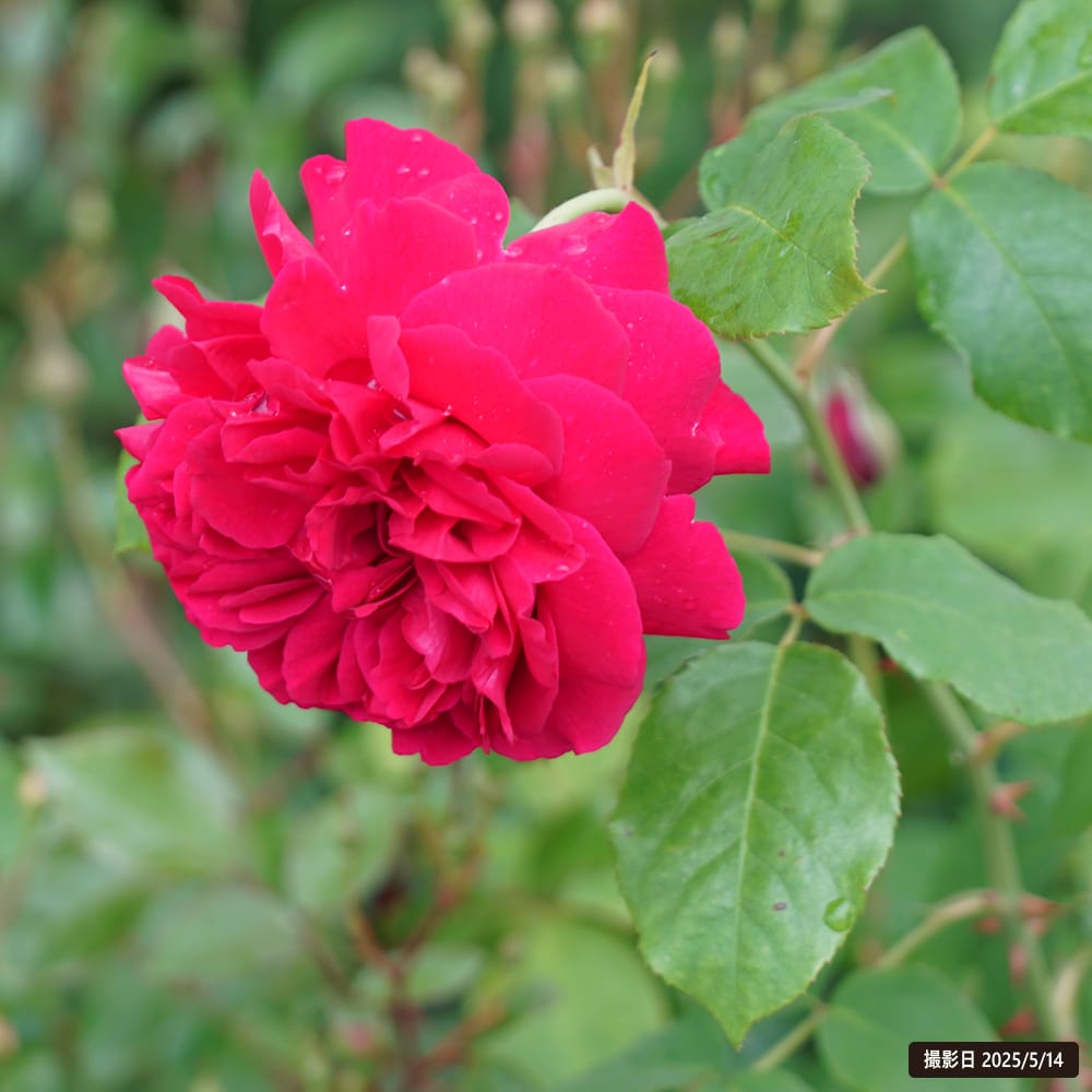 楽天市場】四季咲きバラ苗 【トーマス・エイ・ベケット】 2年生大苗