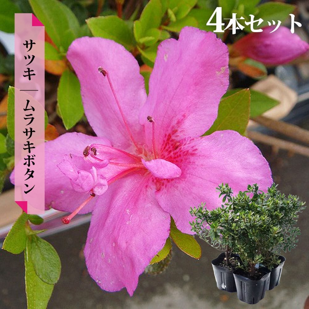 楽天市場】さつき 苗 【ムラサキボタン】 4号ポット苗 単品 or 4本