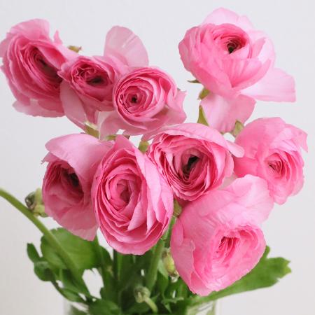 楽天市場】生花 ラナンキュラスの通販