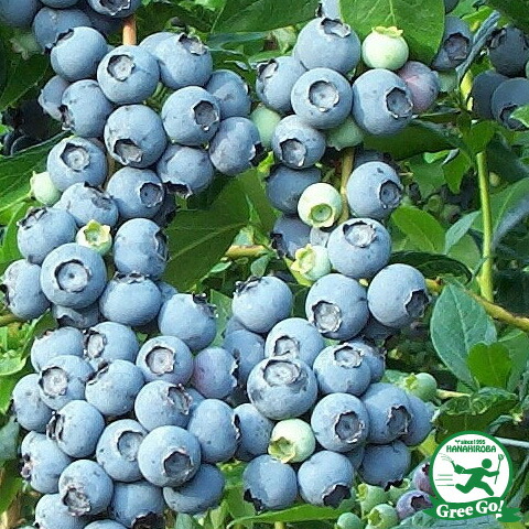 楽天市場】ブルーベリー 苗 【バルドウィン （ラビットアイ系）】 2