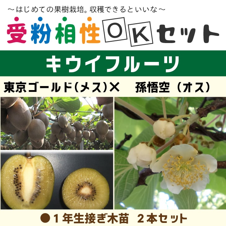 ジダン2キウイ ゴールデンキウイ、孫悟空 香緑セット 楽天市場】キウイ