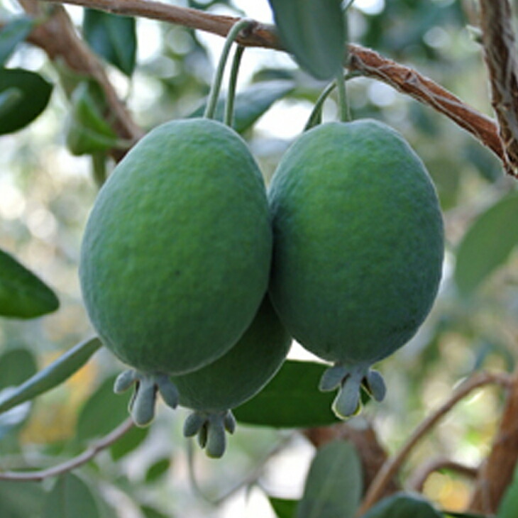 楽天市場】フェイジョア 苗 【トラスク】 3年生 接ぎ木 約1.3m 大苗